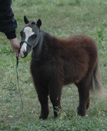 Little America's Too Terrific