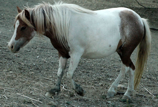 Little America's Silver's Victoria