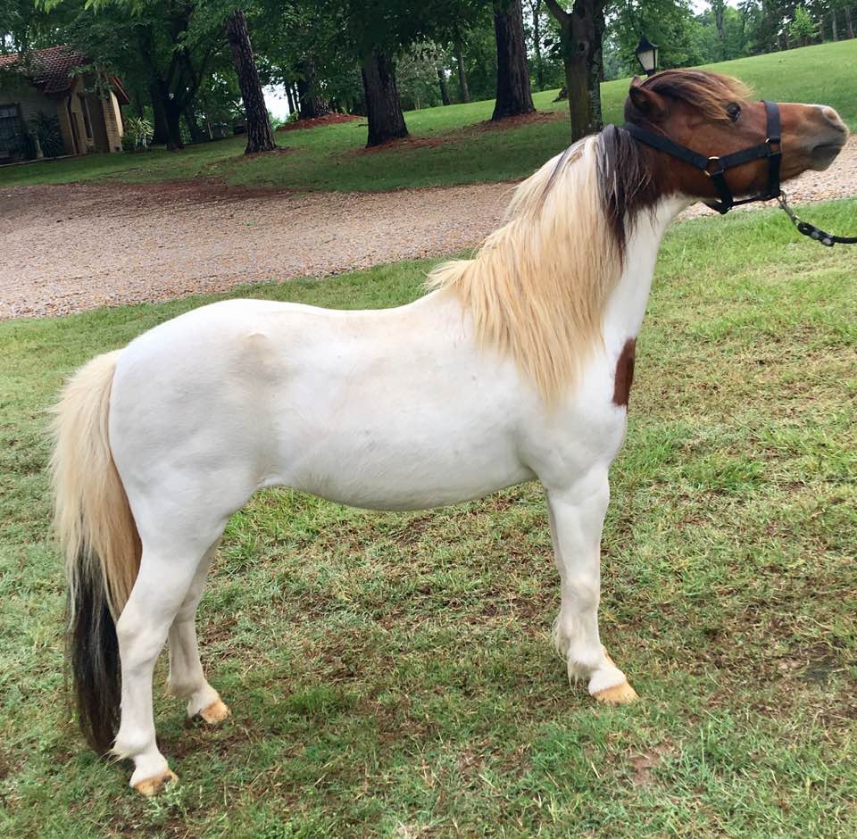 Los Arboles Red Tape's Independence