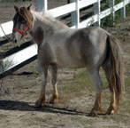 Little America's Xenon Showgirl