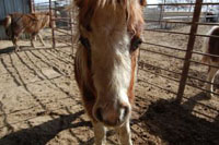 miniature horse at Little America