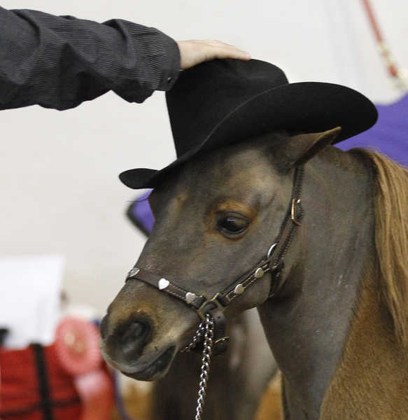 Joshua and Skywalker