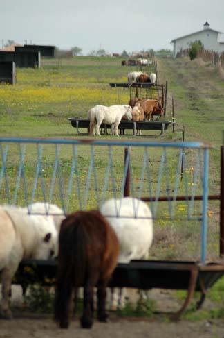 horses eating in pastures
