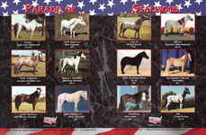 Parade of Stallions color/marble 2