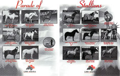 Parade of Stallions BW 2