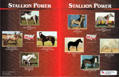Parade of Stallions red/black