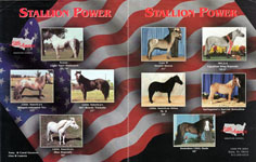 Parade of Stallions 1 sided flag