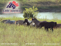 Mares in front of pond