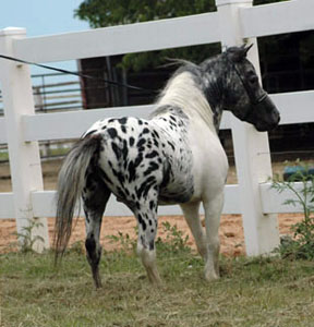 Little America's Orion All Over back view