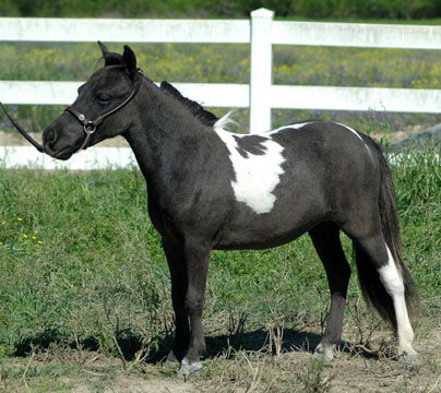 Little America's Sterling Duchess