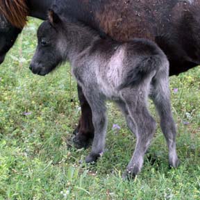 Little Americas S S Shadow