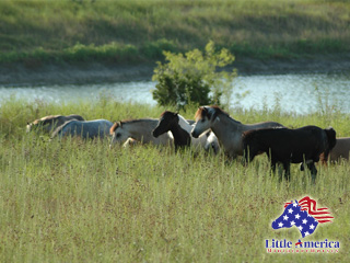 Mares Pond wallpaper