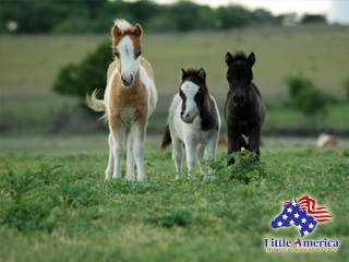 Tres Amigos wallpaper