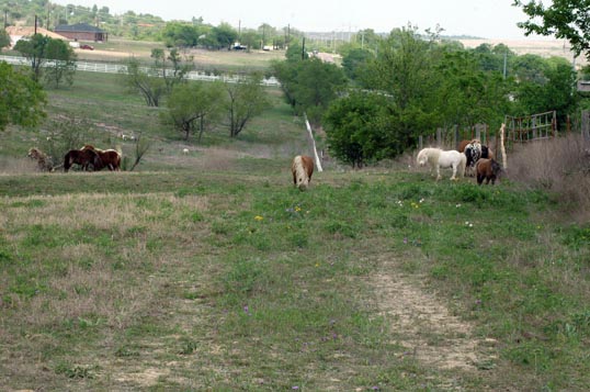 Stallion pasture
