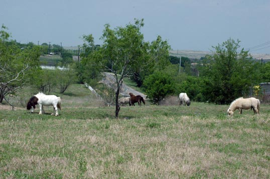Stallion pasture
