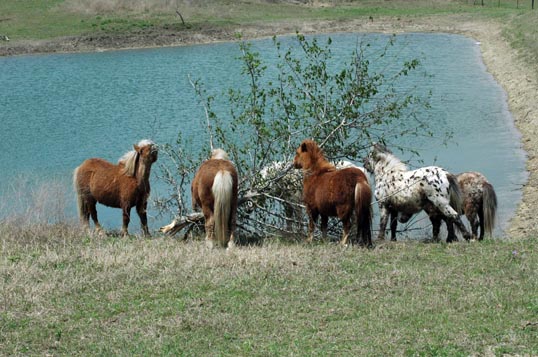 Stallion pasture
