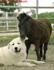 Great Pyrenees guard dogs