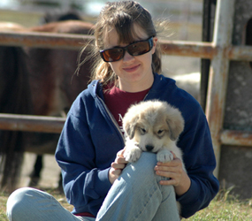 Great Pyrenees guard dogs