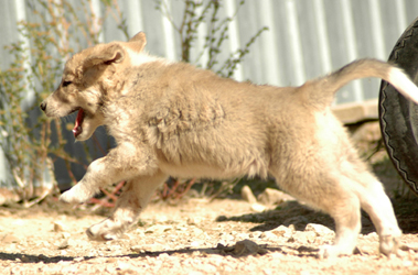 Great Pyrenees guard dogs