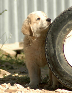 Great Pyrenees guard dogs