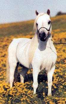 Hemlock Brooks Egyptian King