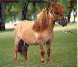 Komoko's Little Husseler