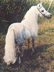 Flying W Farm's Little Blue Boy