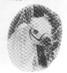 Flying W Farm's Little Blue Boy