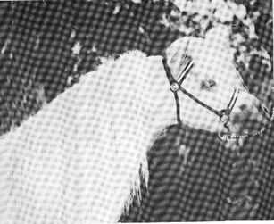 Flying W Farm's Little Blue Boy