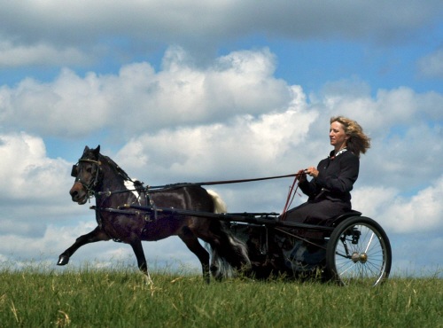 NFC's Dandy Moon Man