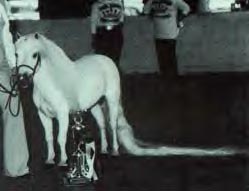 Shadow Oak's Paul Bunyan