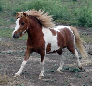 Mark's Dominator's American Dream left side