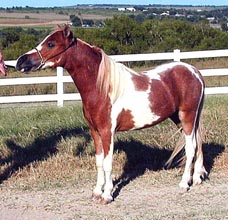 Mark's Dominator's American Dream