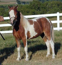 Mark's Dominator's American Dream face