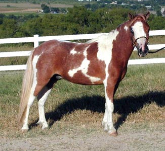 Mark's Dominator's American Dream right side