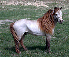 Little King's Bingo Buckeroo right side