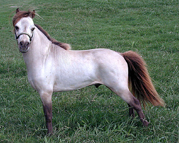 Little King's Bingo Buckeroo left side