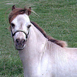 Little King's Bingo Buckeroo