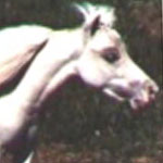 Little America's Blue Rapsady