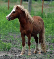 Melton's Fantazon's Boogie Nights in pasture