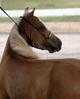 Melton's Fantazon's Boogie Nights back shot