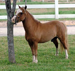 Melton's Fantazon's Boogie Nights left side