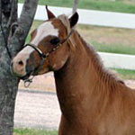 Melton's Fantazon's Boogie Nights