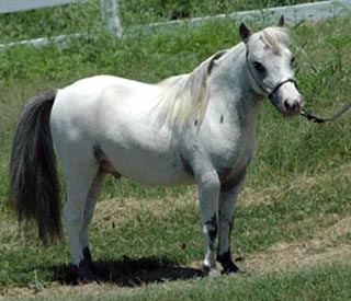 Little America's Kickin' da Vinci right side