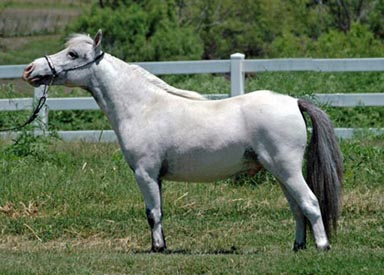 Little America's Kickin' da Vinci left side