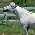 Little America's Kickin' Da Vinci