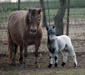 Little America's Kickin' da Vinci