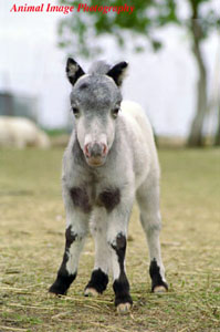 Little America's Kickin' da Vinci foal