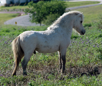 Rogers' HSR Destiny at Last