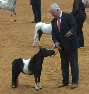 Little America's Fan Man